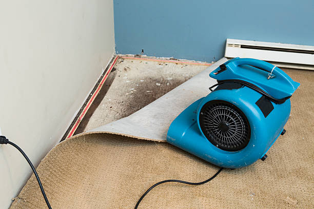 Best Professional water damage repair  in South Pekin, IL